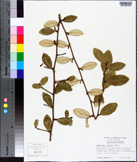 Elaeagnus pungens image