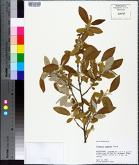 Elaeagnus umbellata image