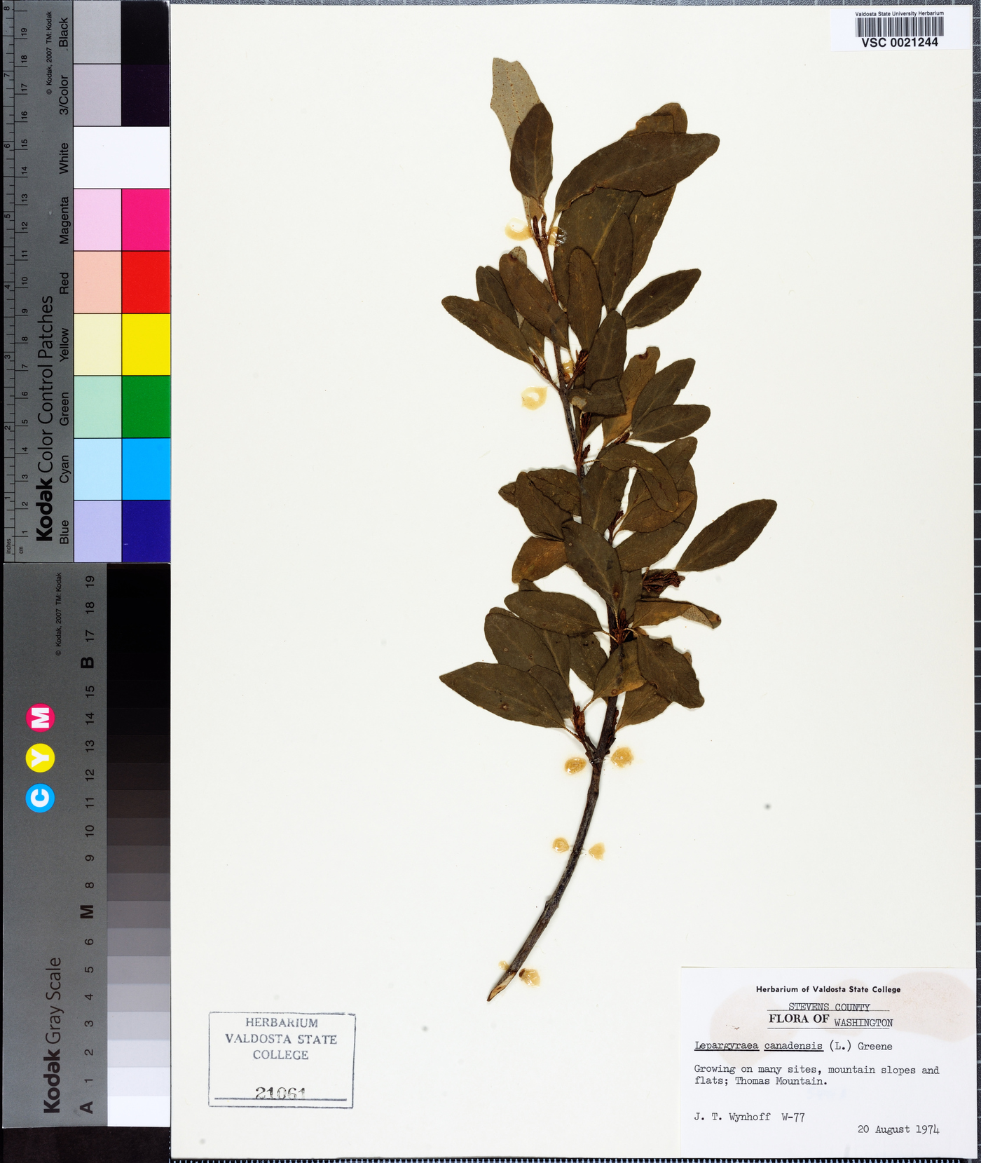 Lepargyraea canadensis image