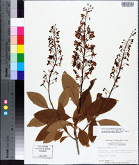 Elliottia racemosa image