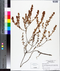 Kalmia hirsuta image