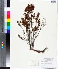 Kalmia hirsuta image