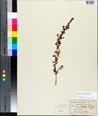 Kalmia hirsuta image
