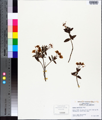 Kalmia polifolia image