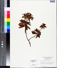 Rhododendron groenlandicum image