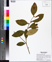 Leucothoe axillaris image