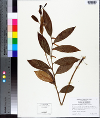 Leucothoe axillaris image