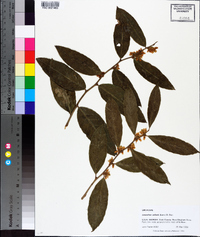 Leucothoe axillaris image