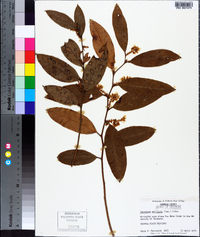 Leucothoe axillaris image