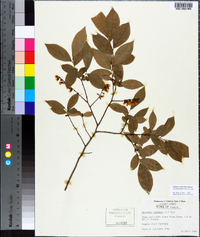 Leucothoe racemosa image