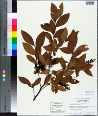 Leucothoe racemosa image