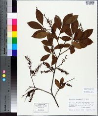 Leucothoe racemosa image