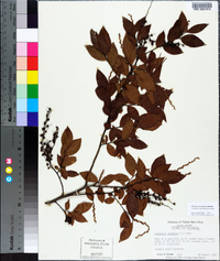 Leucothoe racemosa image