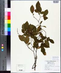 Leucothoe racemosa image