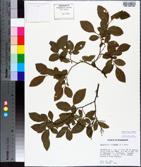 Leucothoe racemosa image