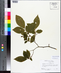 Leucothoe recurva image