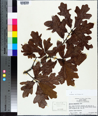 Quercus margarettae image