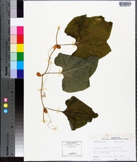 Cayaponia quinqueloba image