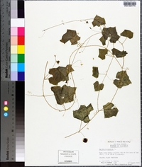 Melothria pendula image