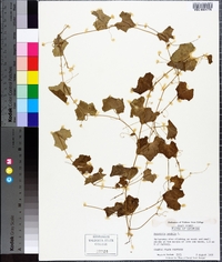 Melothria pendula image