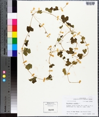 Melothria pendula image