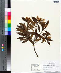 Cliftonia monophylla image