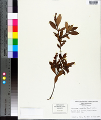 Cliftonia monophylla image