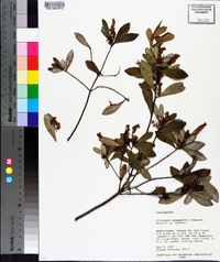 Cliftonia monophylla image