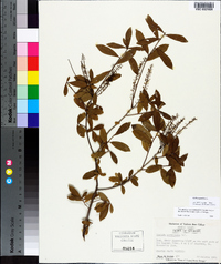 Cyrilla racemiflora image
