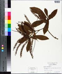 Cyrilla racemiflora image