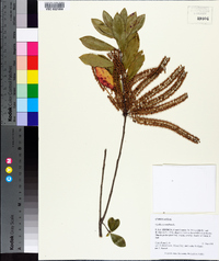 Cyrilla racemiflora image