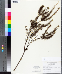 Ceratiola ericoides image
