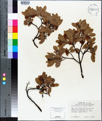 Arctostaphylos pungens image