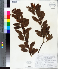 Arctostaphylos columbiana image