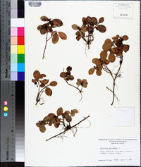 Gaultheria procumbens image