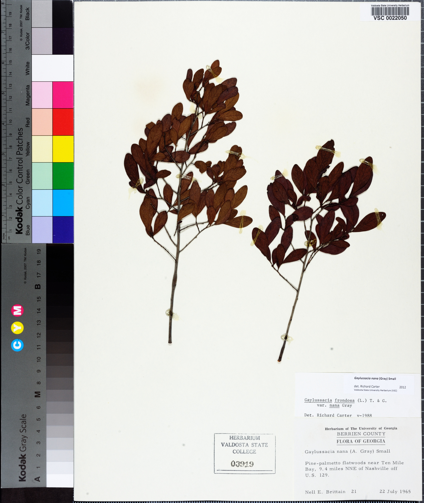 Gaylussacia nana image