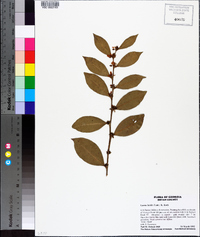 Lyonia lucida image