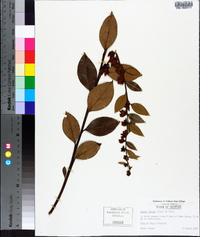 Lyonia lucida image