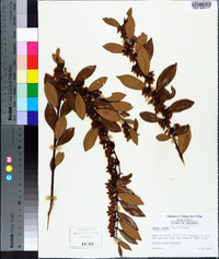 Lyonia lucida image