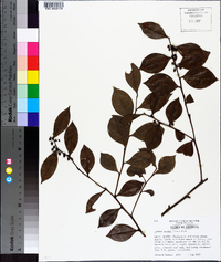 Lyonia lucida image