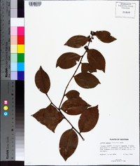 Lyonia lucida image