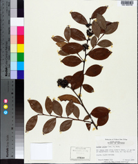 Lyonia lucida image