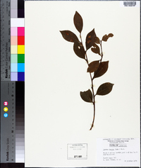 Lyonia lucida image