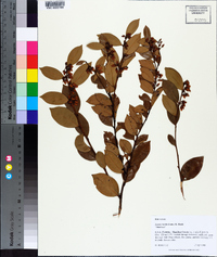 Lyonia lucida image