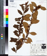 Lyonia lucida image