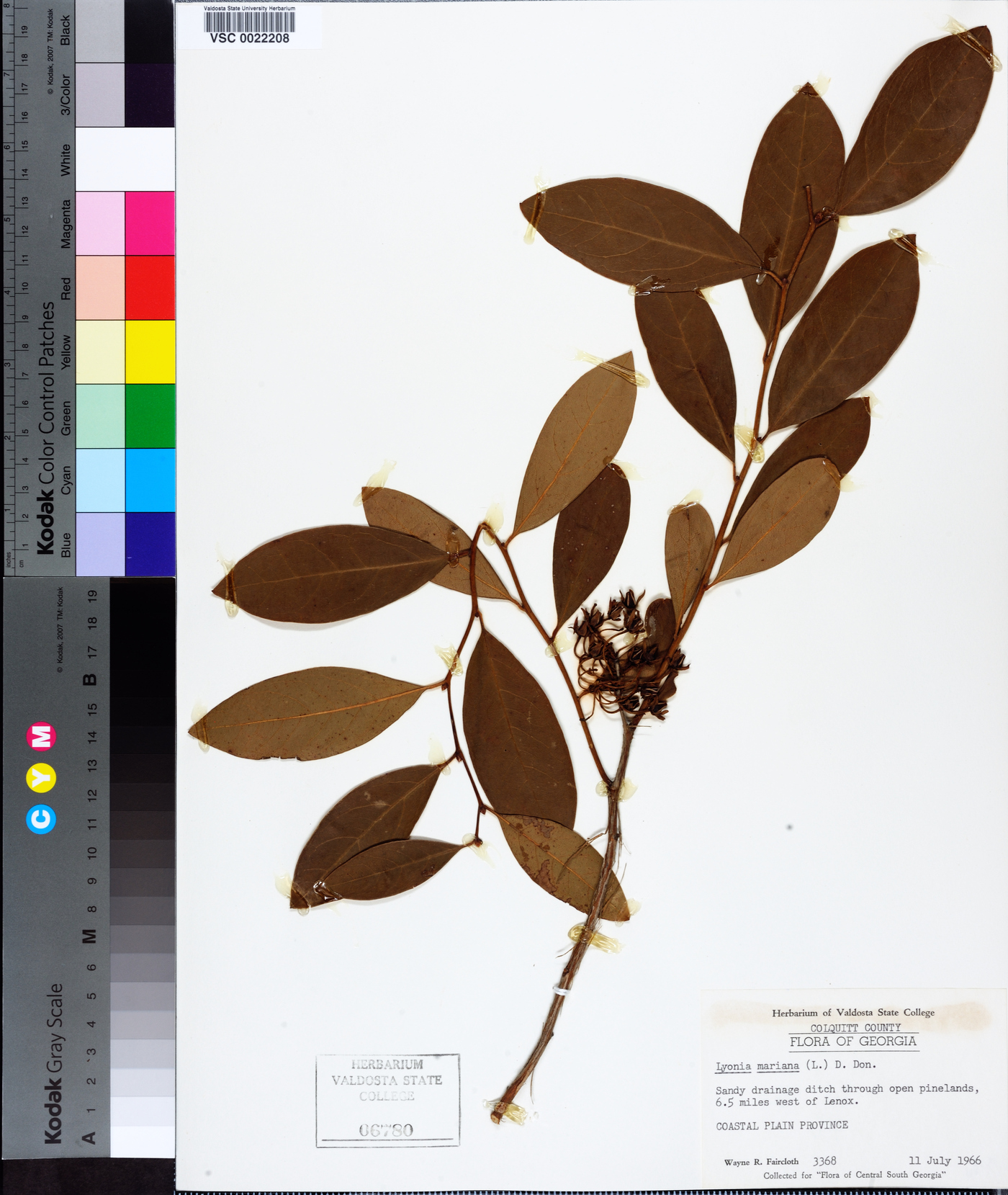 Lyonia mariana image