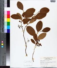 Lyonia mariana image