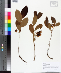 Lyonia mariana image