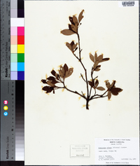 Rhododendron pilosum image