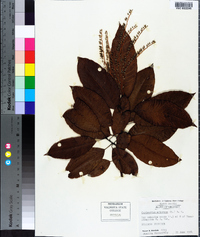 Oxydendrum arboreum image